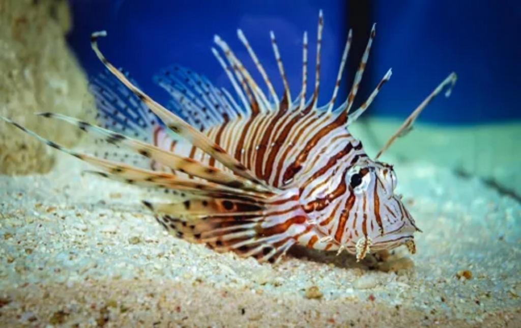از موجودات دریایی خطرناک: شیر ماهی