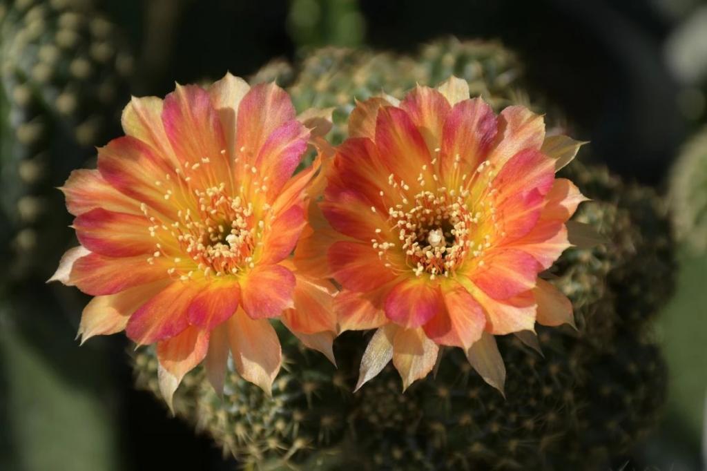  کاکتوس لوبی ویا (Lobivia Cactus): انواع کاکتوس گلدار