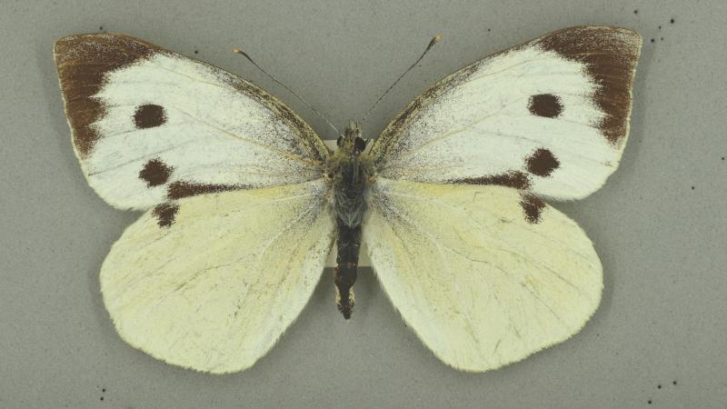 از حشرات منقرض شده : پروانه سفید بزرگ مادیران