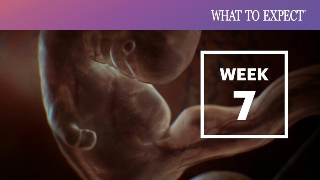 هفته هفتم بارداری چه علائمی دارد، تغذیه، مراقبت و وضعیت جنین هفته 7