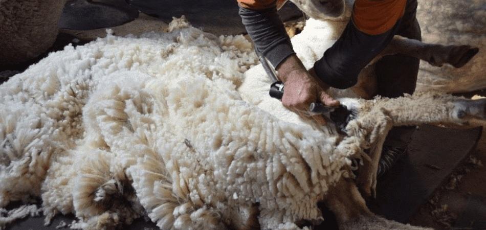 تعبیر خواب پشم گوسفند 4