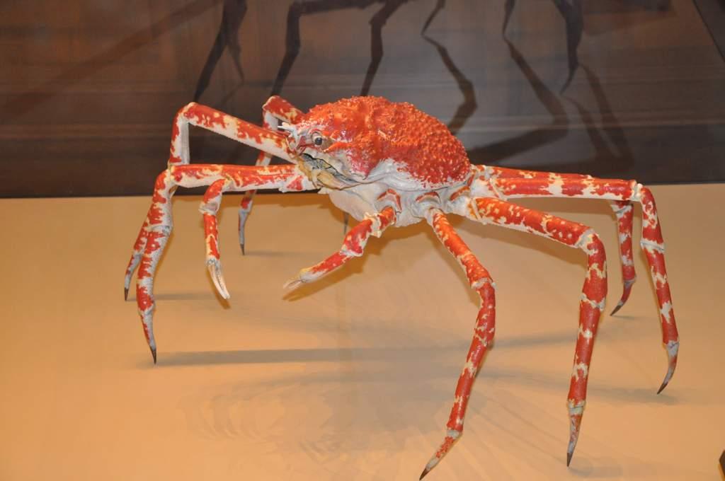 عجیب ترین حیوانات دریایی: خرچنگ عنکبوتی ژاپنی