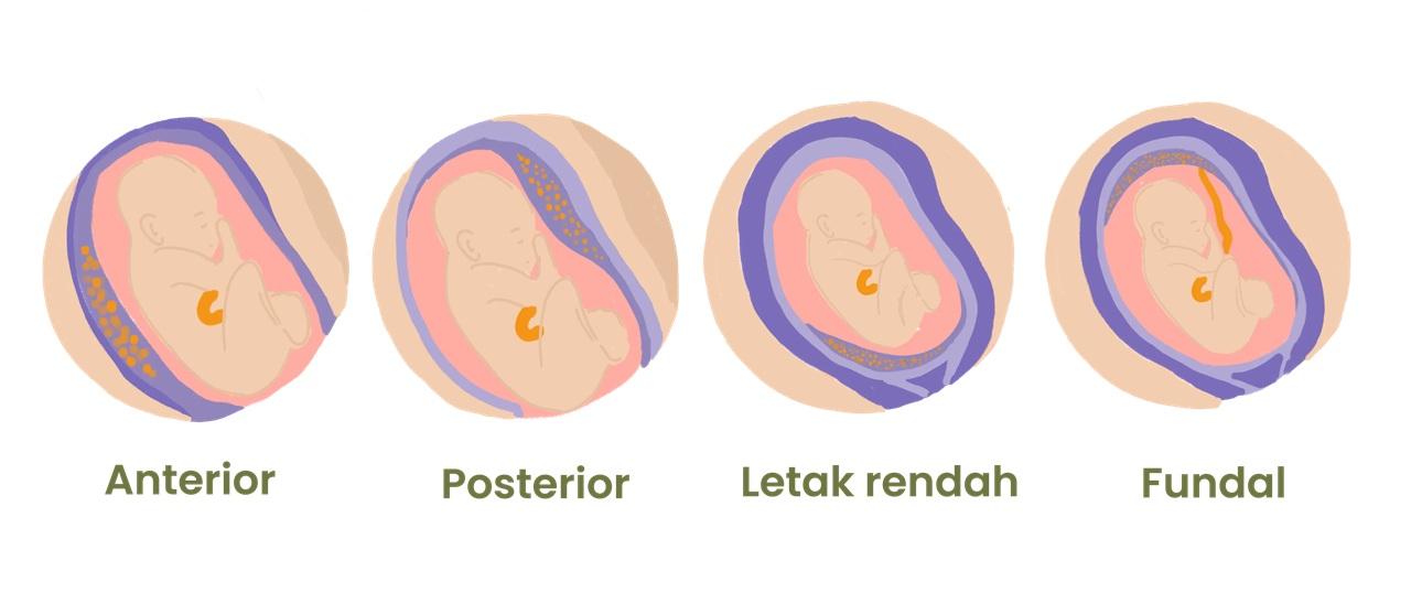 تفاوت بین جفت قدامی و خلفی