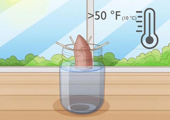 نحوه کاشت تاک های سیب زمینی شیرین 3