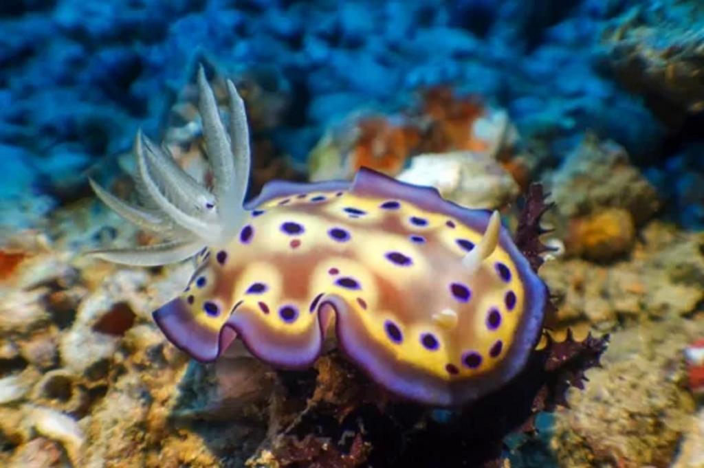 از موجودات دریایی خطرناک: حلزون بی صدف دریایی