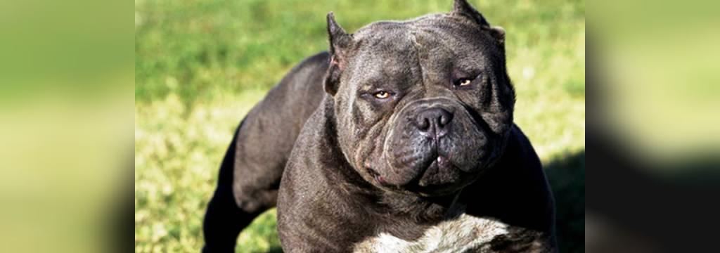 25 سگ خطرناک جهان