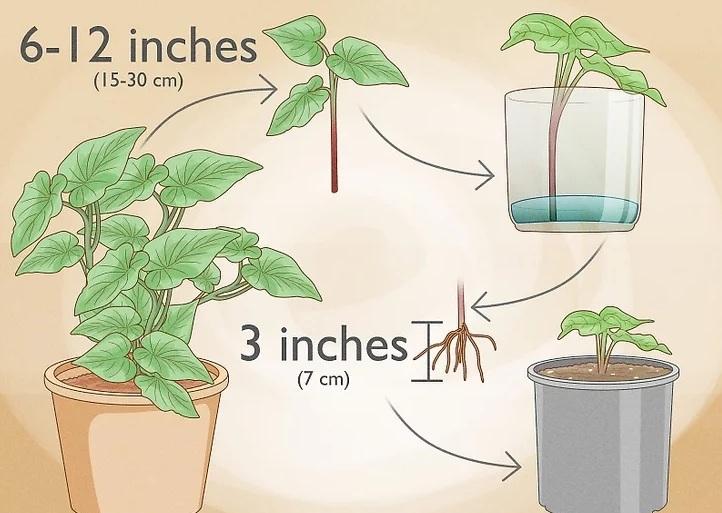 نحوه کاشت تاک های سیب زمینی شیرین 14