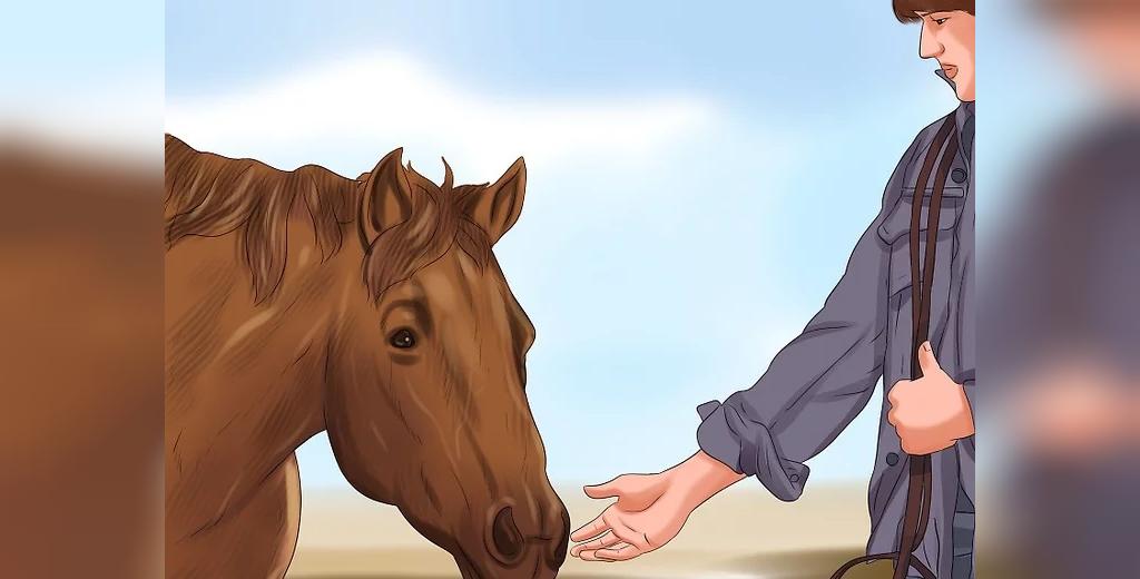 آموزش تصویری روش های ایمن برای غذا دادن به اسب با دست