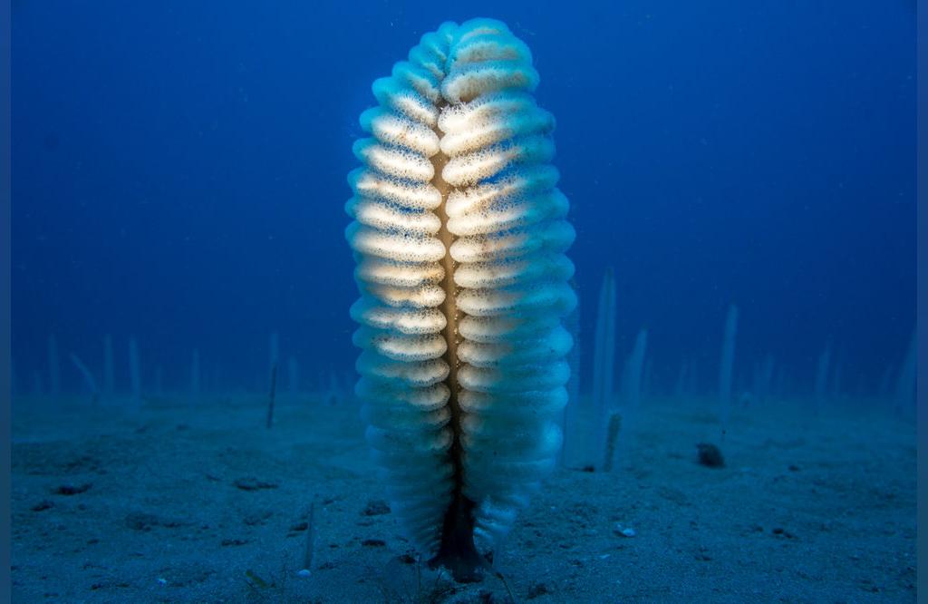 از عجیب ترین حیوانات دریایی: قلم دریایی