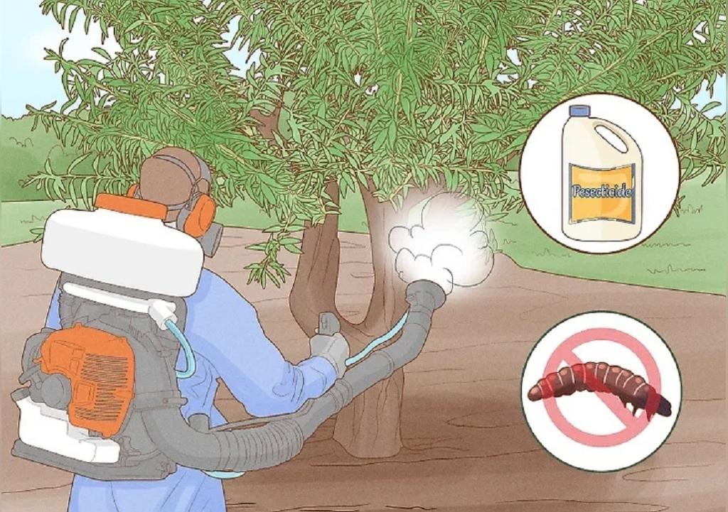 درمان مشکلات رایج درخت بادام