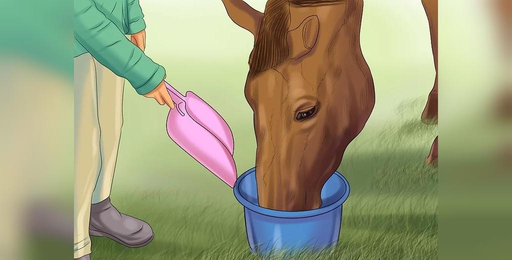 تغذیه اسب در فصول مختلف