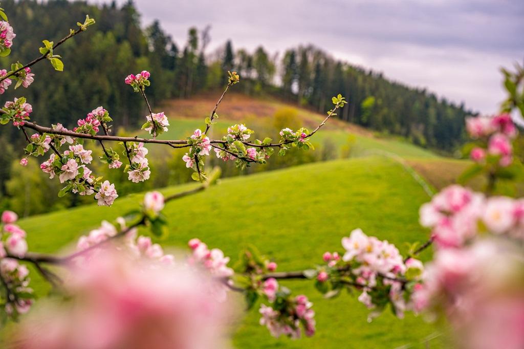تعبیر خواب فصل بهار 2