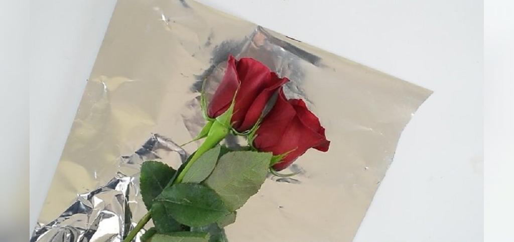Как дольше сохранить свежие розы. Пакет свежие розы. Признаки свежей розы.