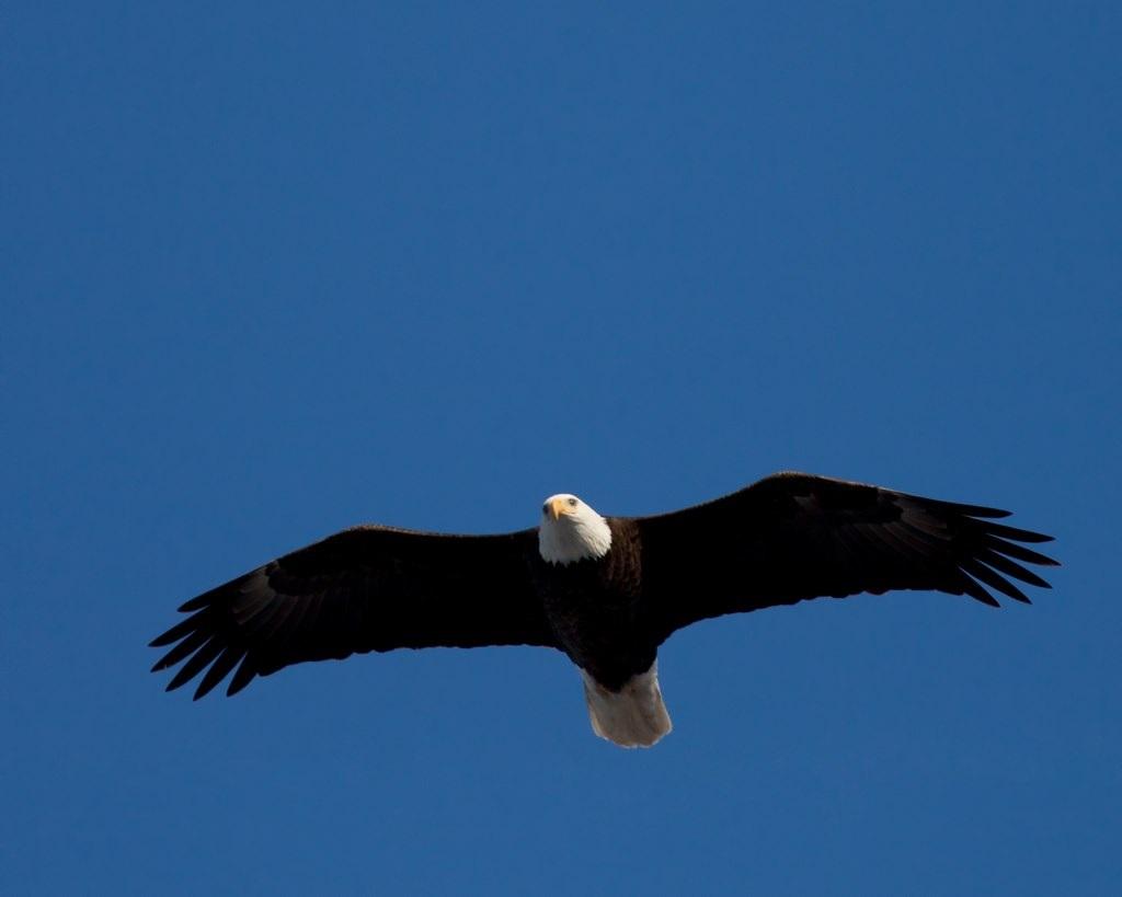 تعبیر خواب عقاب ناکام در شکار