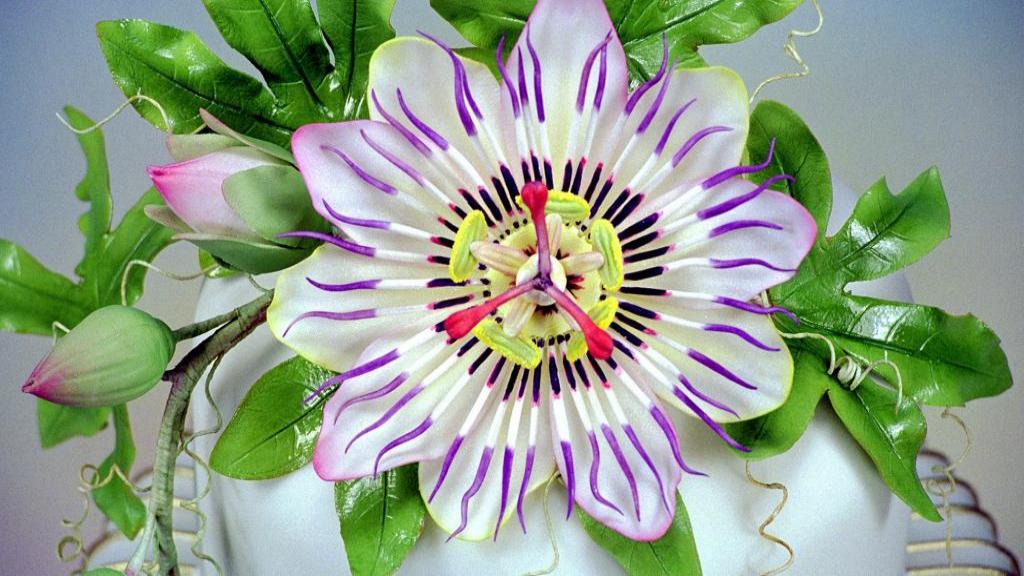 9 خاصیت مهم گل محدی در طب سنتی و خواص شگفت انگیز آن برای زنان