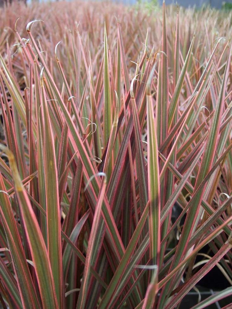 نگهداری گل های برگ‌صورتی 2