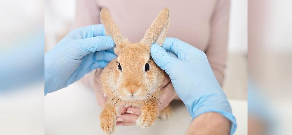 بیماری که از خرگوش به انسان منتقل می شود