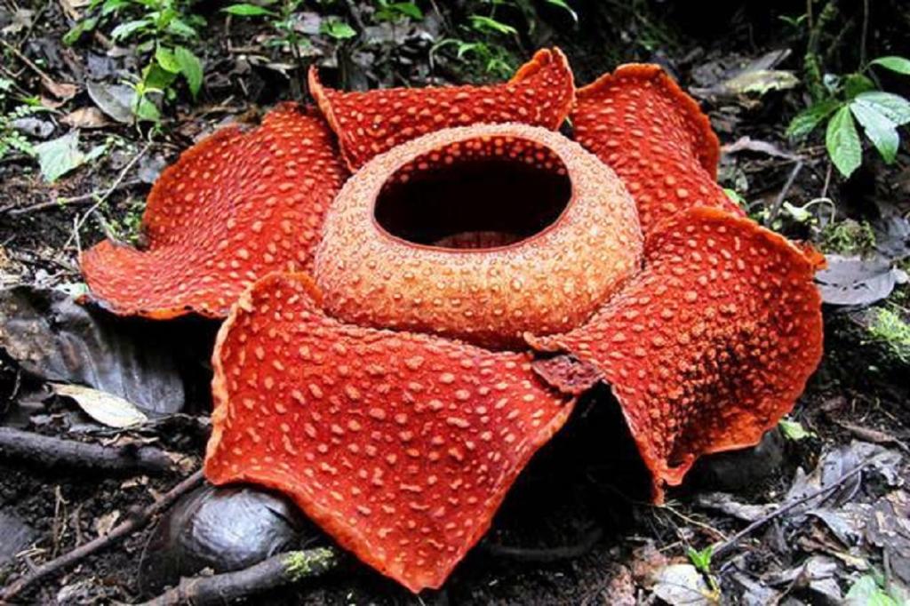 زنبق بدبو(Rafflesia arnoldii - flower king)