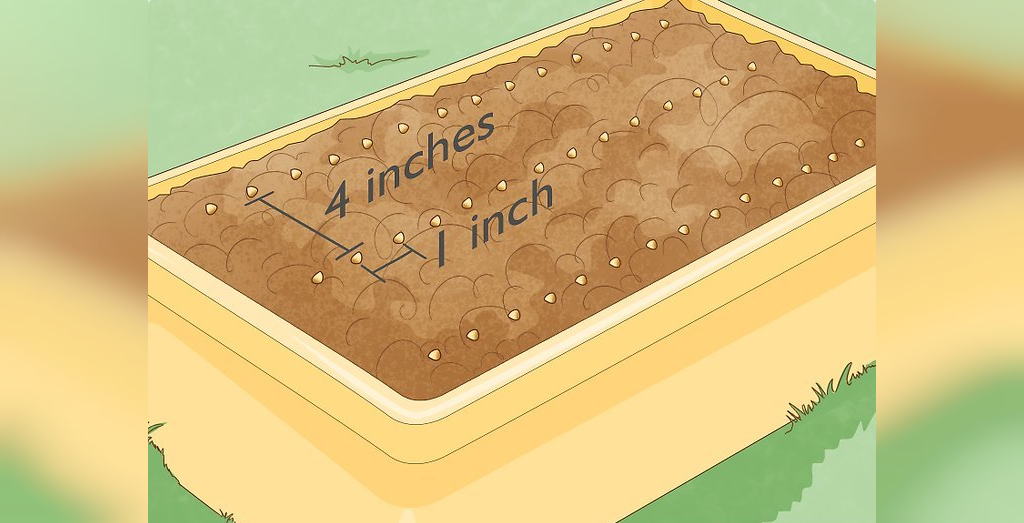 برای کاشت بیبی اسفناج، بذرهای اسفناج را به صورت ردیف هایی با فاصله 10 سانتی متر از یکدیگر و در هر ردیف با فاصله 2.5 سانتی متر از یکدیگر بکارید