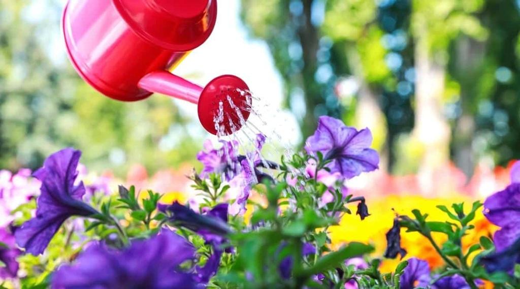 روش های گلدهی مجدد اطلسی 2