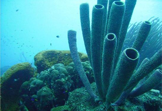 افزایش قد با  کلسیم مرجانی