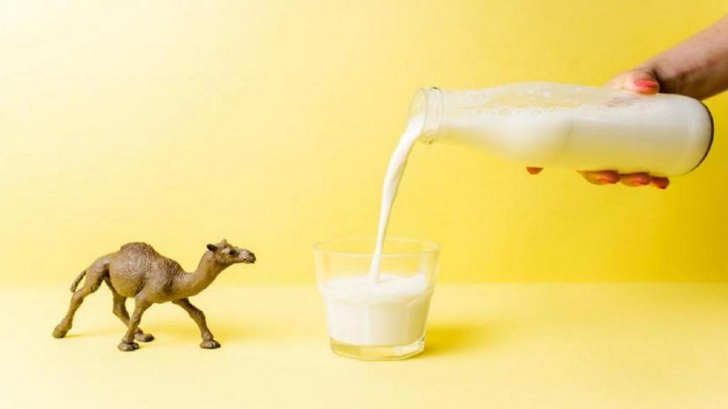 خواص و مضرات شیر شتر برای ریه، سرطان، بارداری و پوست + طریقه مصرف