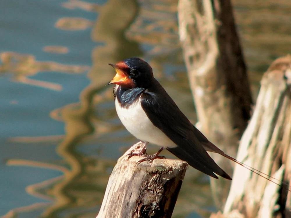 تعبیر خواب پرستو 2