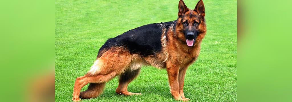 25 سگ خطرناک جهان