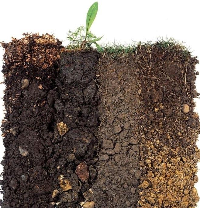 چگونه خاک گلدان خانگی خود را بسازیم؟ 7