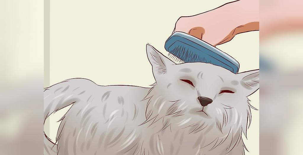 راه درمان و پیشگیری از یبوست گربه ها