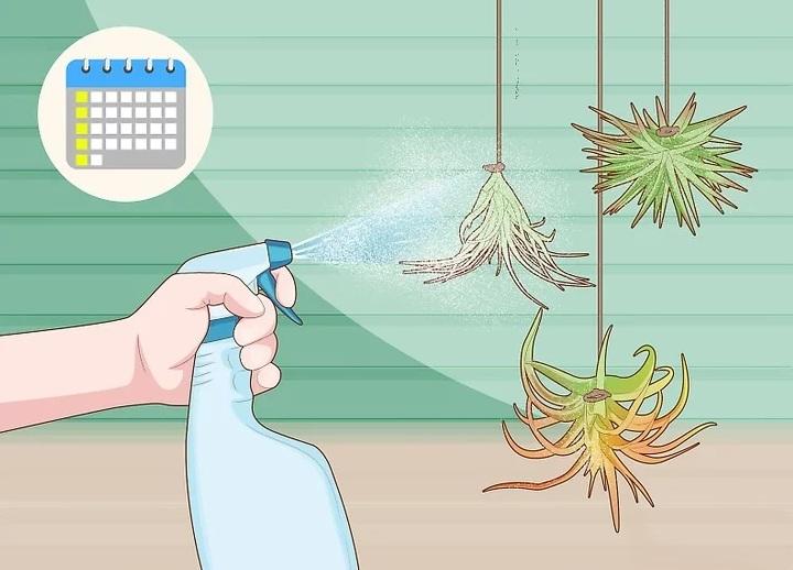 نحوه آبیاری گیاهان هوازی 8