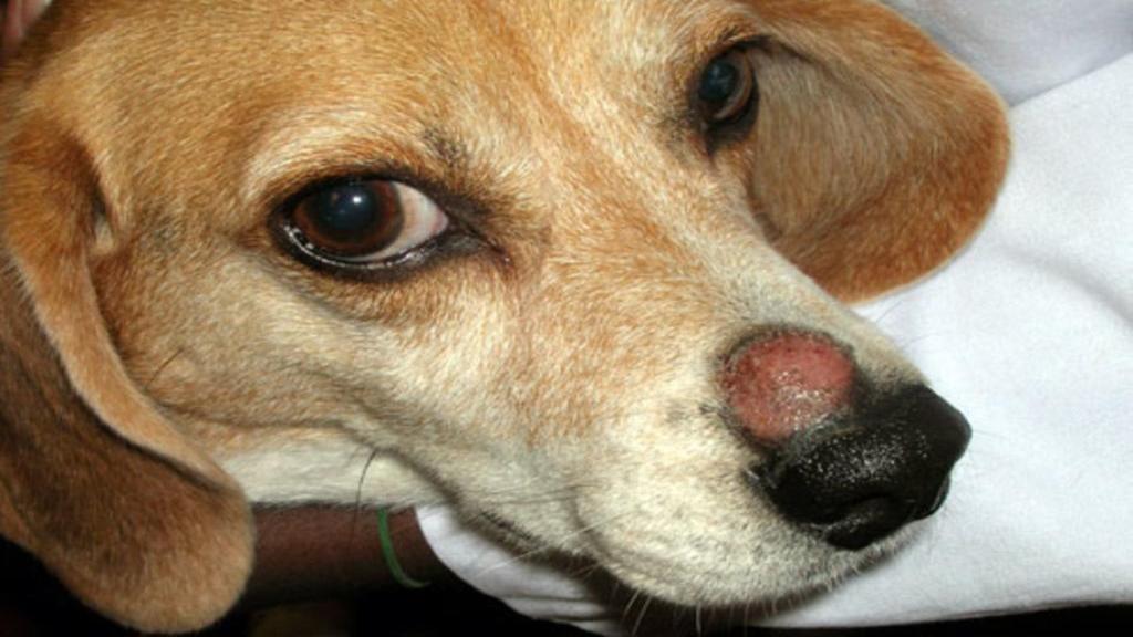 علائم بیماری پوستی پیودرما در سگ، علت و درمان عفونت پوست پیودرم