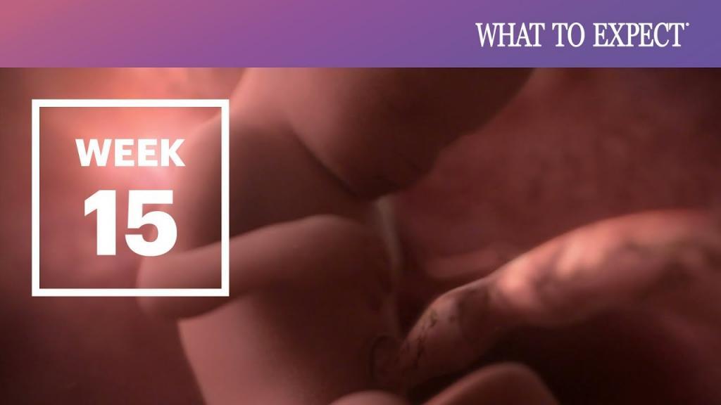 هفته پانزدهم بارداری؛ علائم سقط، سونوگرافی و تغذیه هفته 15