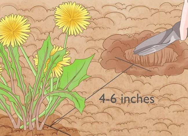نحوه کاشت بذر قاصدک 7