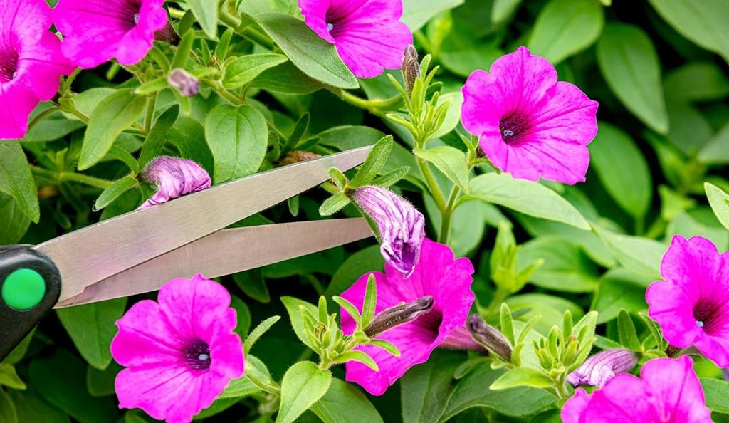 نحوه هرس کردن گل اطلسی