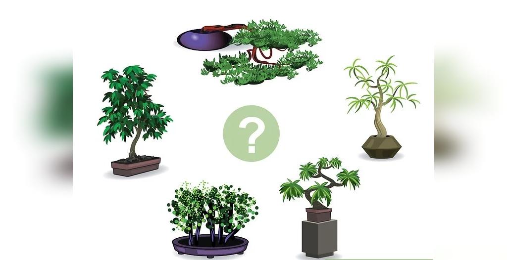 چطور یک درخت بونسای پرورش دهیم
