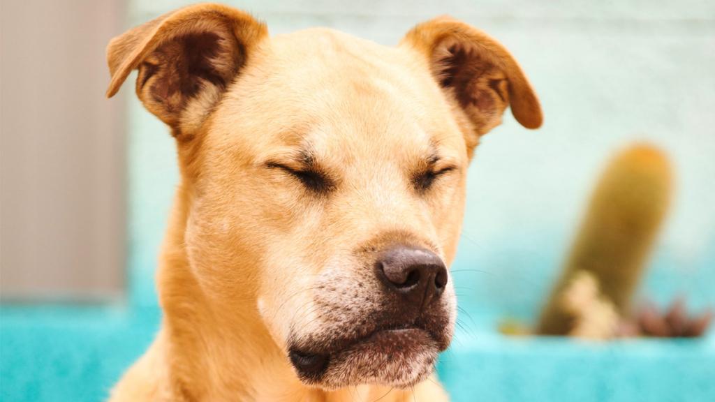 مدفوع خواری سگ (Coprophagia)؛ بررسی علل و درمان های آن