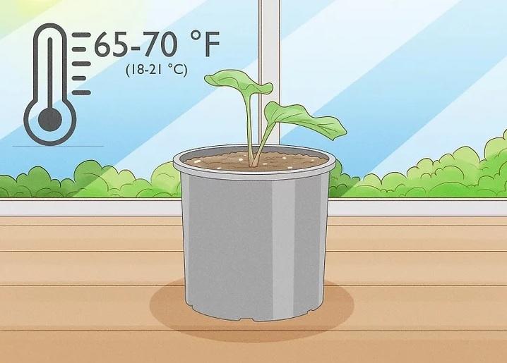 نحوه کاشت تاک های سیب زمینی شیرین 9