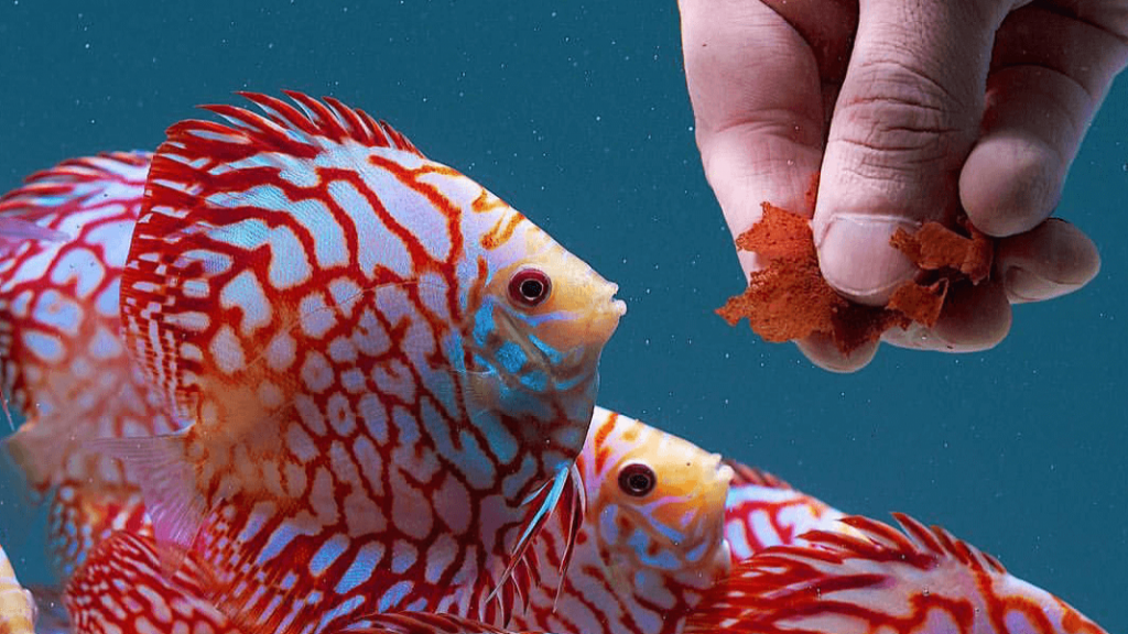 معرفی انواع غذای ماهی و غذای مناسب برای ماهی های آکواریومی