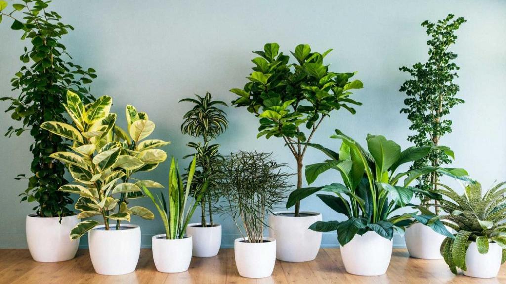 10 مورد از بهترین گیاهان آپارتمانی مناسب فصل پاییز + روش نگهداری