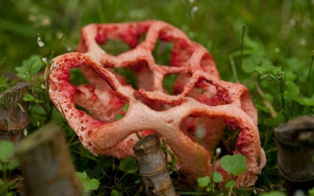 قارچ قفس سرخ(Red Cage Fungus)