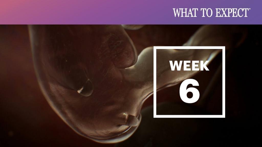 علائم هفته ششم بارداری؛ سونوگرافی، سقط و تغذیه هفته 6 بارداری