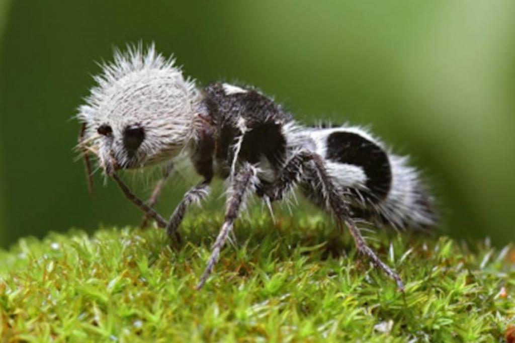  عجیب ترین حیوانات روی زمین: مورچه پاندا