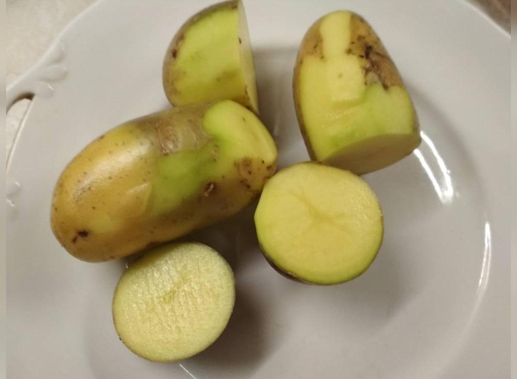 Зеленый картофель можно. Картофель с зеленой кожурой. Зеленая мякоть картошки. Зеленая картошка внутри. Молодой картофель зеленоватый.