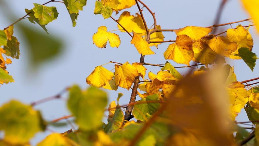 علت زرد شدن برگ درختان در فصل تابستان؛ علائم و روش رفع آنها