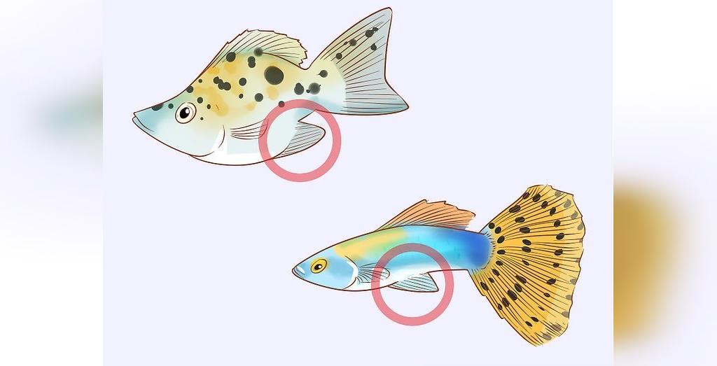 تشخیص جنسیت ماهی گوپی، شلاقی، شمشیر ماهی
