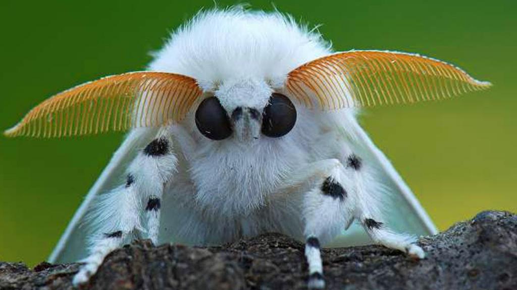 از عجیب ترین حیوانات روی زمین: پروانه پشمالو ونزوئلایی