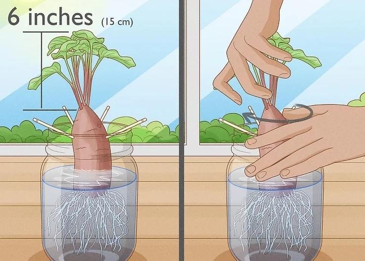 نحوه کاشت تاک های سیب زمینی شیرین 5