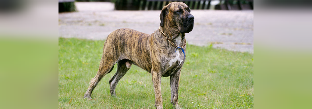 25 سگ خطرناک جهان