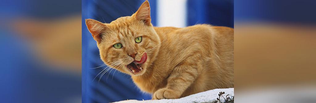 حقیقت: گربه ها با دهانشان بو می کنند